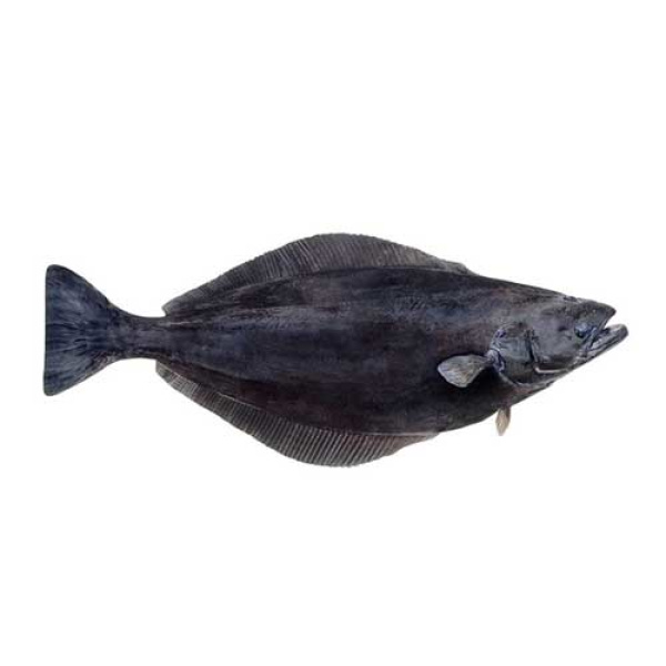 Greenland Halibut TheFish.lv