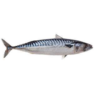 MACKEREL (SCOMBER SCOMBRUS)