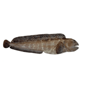 ATLANTIC CATFISH