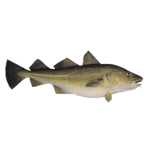 ATLANTIC COD