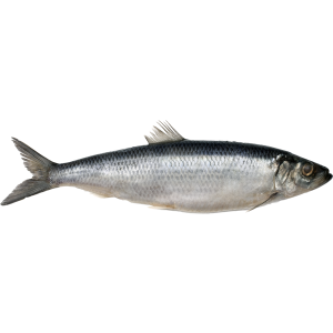 HERRING (CLUPEA HARENGUS)