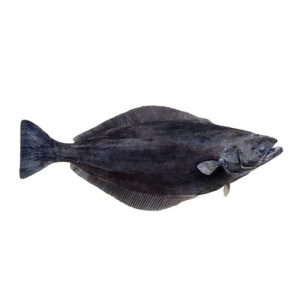 Greenland Halibut