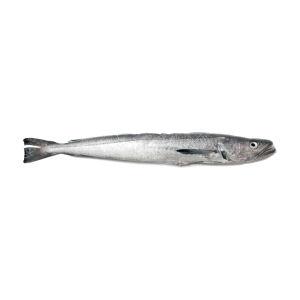 Hake (Merluccius hubbsi)