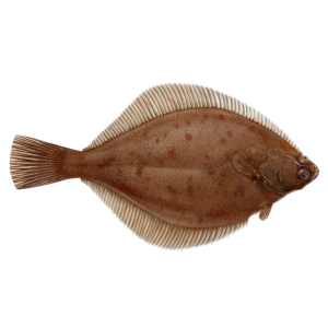 PLAICE / FLOUNDER (HIPPOGLOSSOIDES PLATESSOIDES)