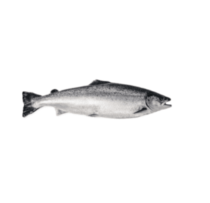 SALMON (SALMO SALAR)